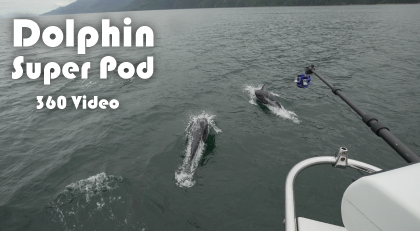 Dolphin video